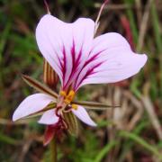 Pelargonium myrrhifolium, KRCA
